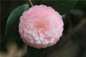 茶花怎么养