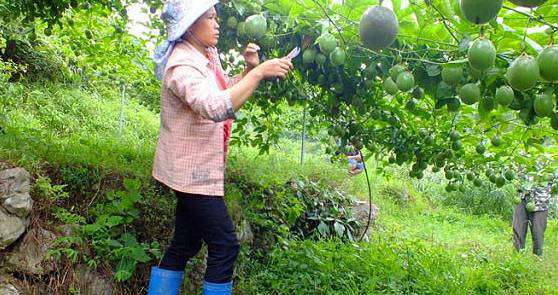 百香果怎样修剪?