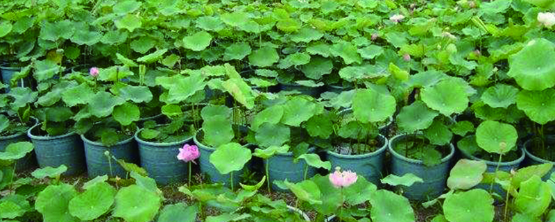 水荷花的养殖方法 水荷花的养殖方法