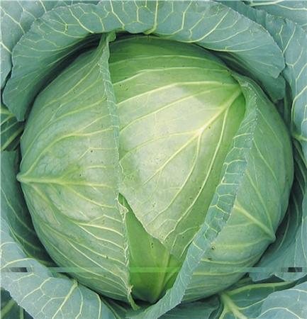秋季怎么种植甘蓝菜?