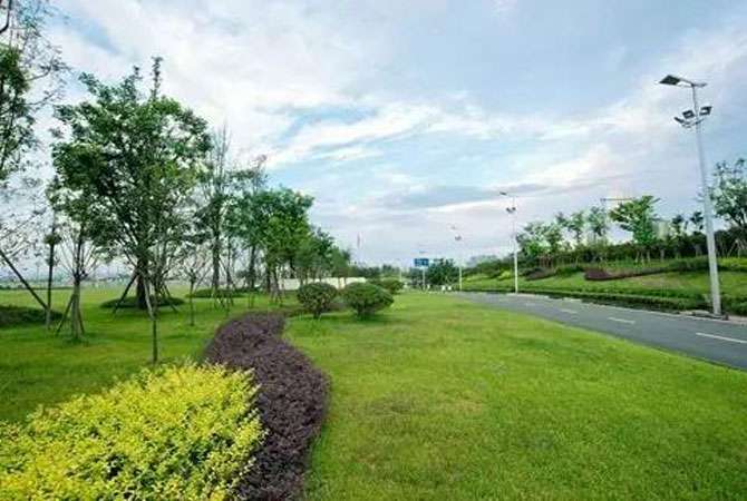 什么样的苗木才能掘金道路绿化市场.jpg