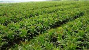 茎用莴苣的施肥方法