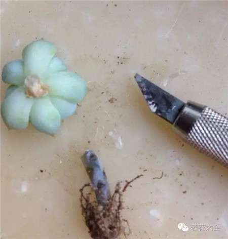 换盆步骤 换盆步骤