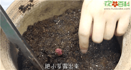 百合种球种植注意事项 百合种球种植注意事项