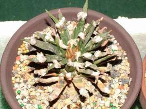 龙舌兰牡丹（Ariocarpus agavoides）