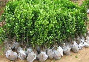 大叶黄杨市场行情怎么样？栽植需要注意什么？