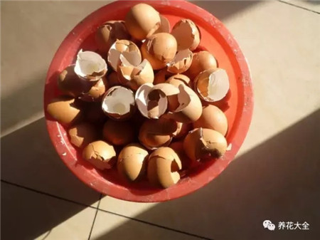 蛋壳 蛋壳
