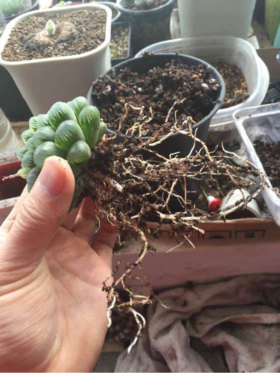 入坑三年!把姬玉露养到七厘米,分享养姬玉露的一点经验! 入坑三年!把姬玉露养到七厘米,分享养姬玉露的一点经验!