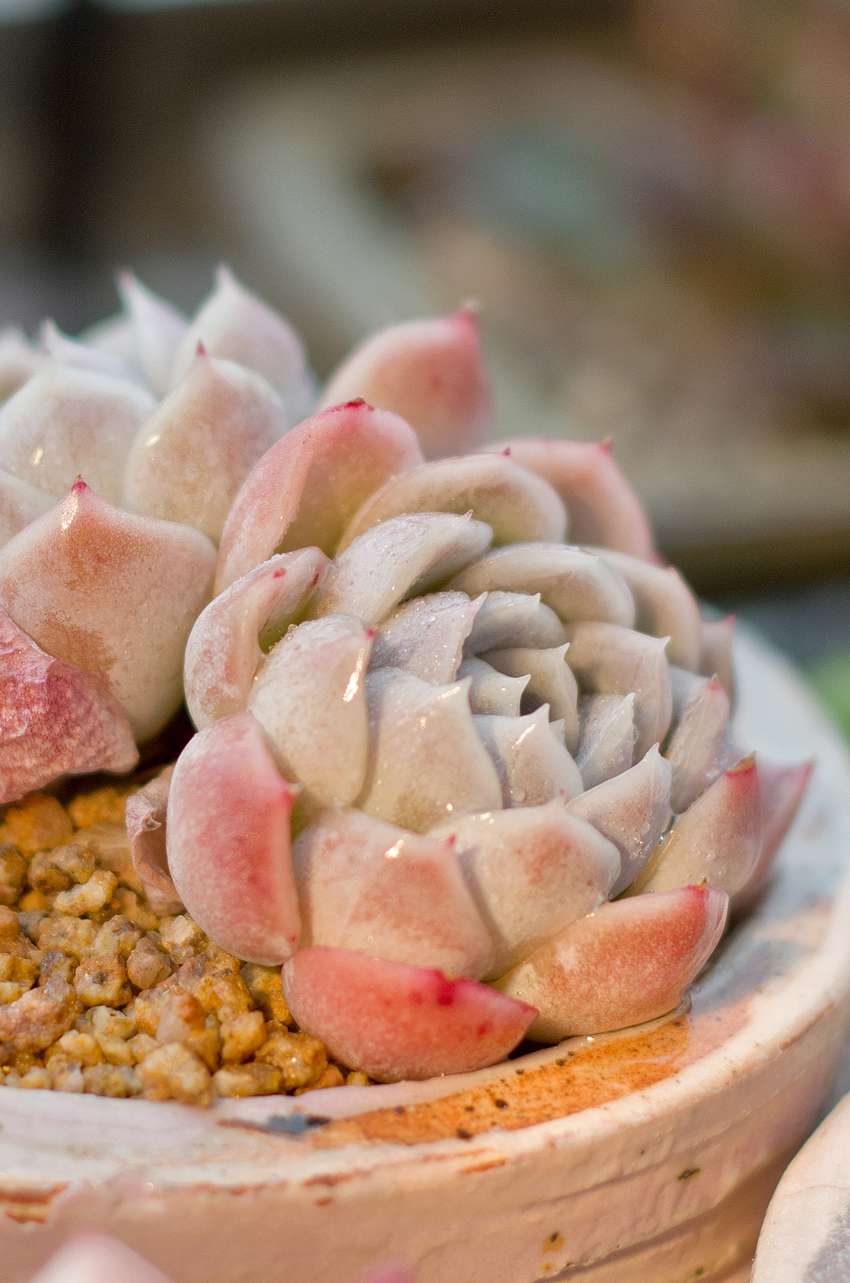 多肉植物手机壁纸图片