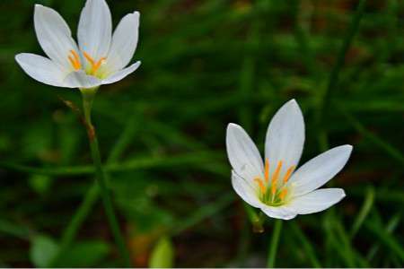 兰草花 兰草花