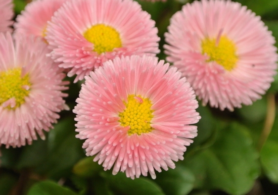 翠菊 翠菊