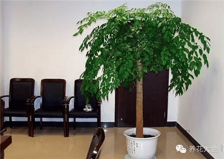 幸福树 幸福树