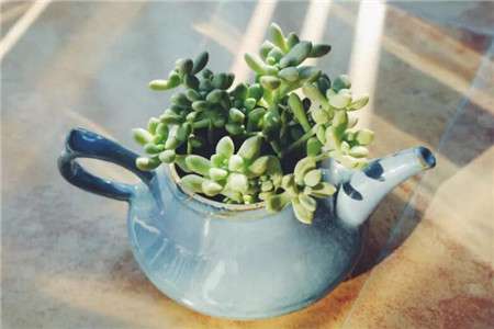 茶壶养花 茶壶养花