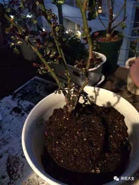 种到准备好的花盆中 种到准备好的花盆中