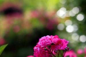 蔷薇花能水培吗