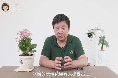 长寿花 长寿花