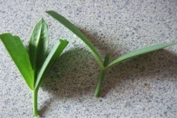随手掐根枝,插土里就活,天热也不怕! 随手掐根枝,插土里就活,天热也不怕!