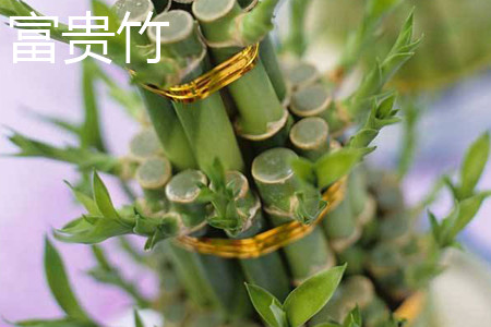 富贵竹 富贵竹