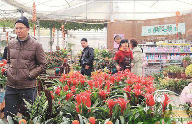 年宵期间，红掌、凤梨等花卉持续走俏.jpg