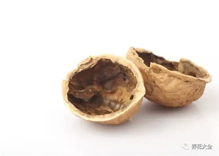 核桃壳 核桃壳