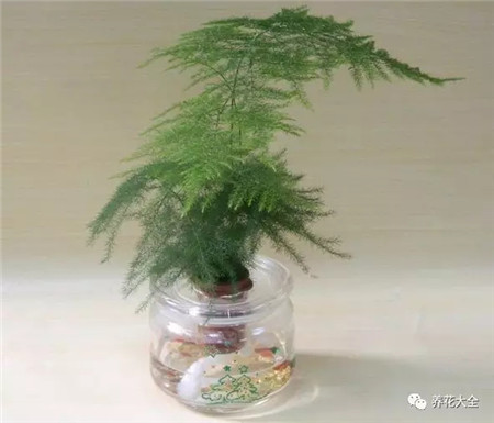 文竹水培 文竹水培