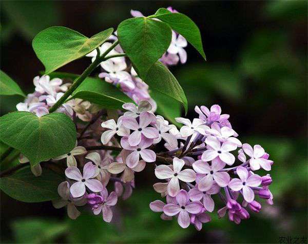丁香花物种分类