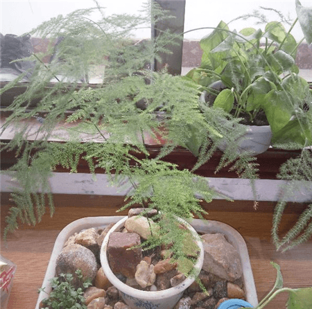 文竹施肥 文竹施肥