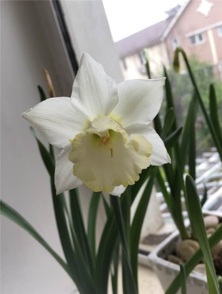 洋水仙开花后的其他养护方法 洋水仙开花后的其他养护方法