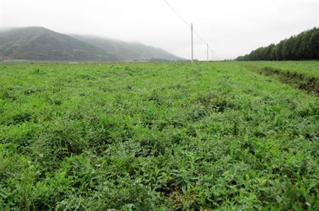 种植黄芩怎么管理好?