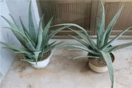 浇过水的芦荟 浇过水的芦荟