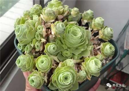 杀掉你玫瑰 杀掉你玫瑰