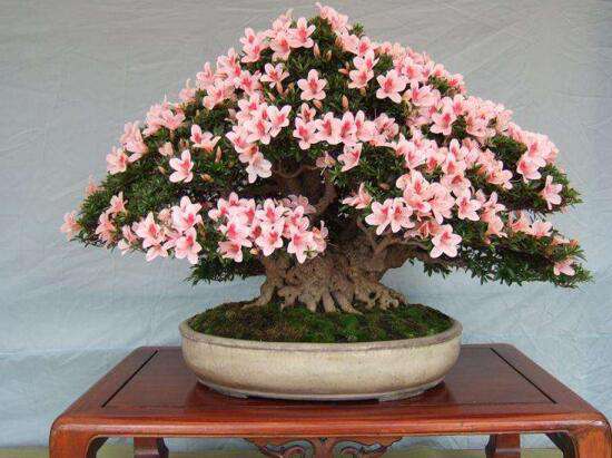 杜鹃花 杜鹃花