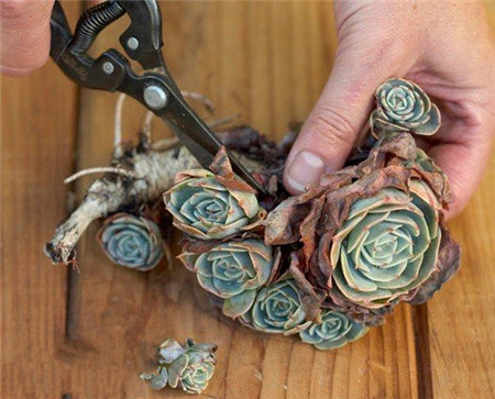 多肉植物墙的制作 多肉植物墙的制作