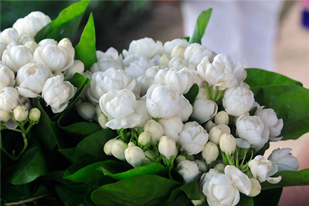 茉莉花 茉莉花