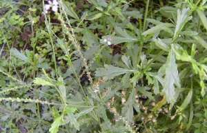 马鞭草的种植技术