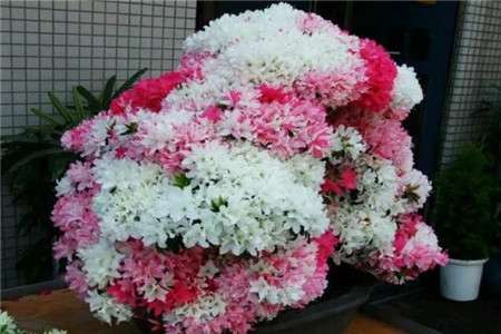花 花