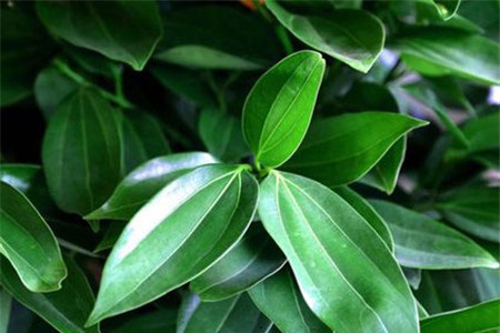 平安树 平安树