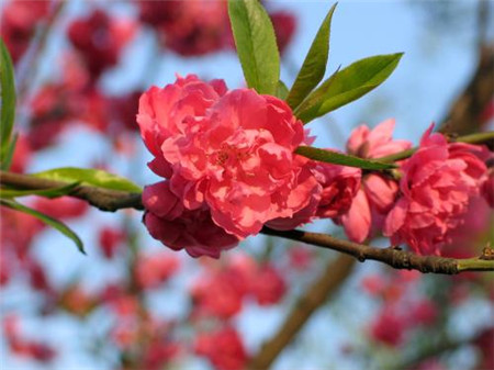 桃花 桃花