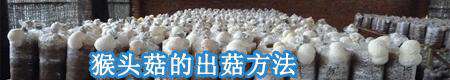 猴头菇为什么长畸形?