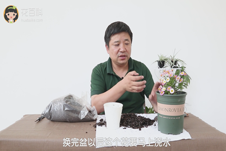 玛格丽特 玛格丽特