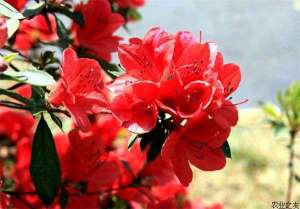 杜鹃花种植的病害防治