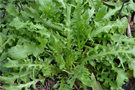 荠菜 荠菜