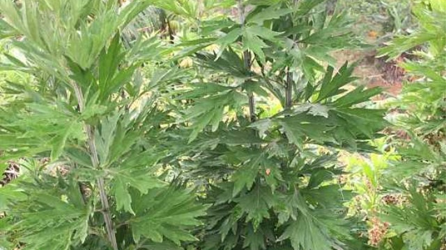 艾草的功效与作用 艾草的功效与作用