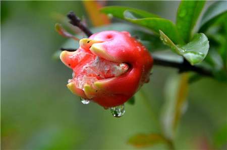 石榴花怎么提高坐果率 石榴花怎么提高坐果率