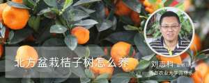 北方盆栽桔子树怎么