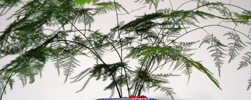 水养怎样养文竹更茂盛,多久换一次水? 水养怎样养文竹更茂盛,多久换一次水?