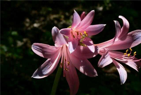 换锦花观赏 换锦花观赏