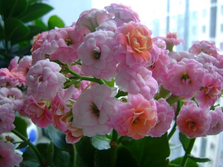 盆栽长寿花