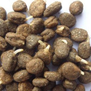 平地种植人参种子怎么处理?