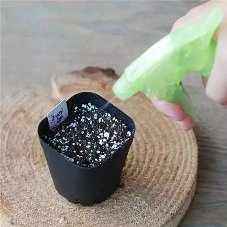 给种子喷雾 给种子喷雾